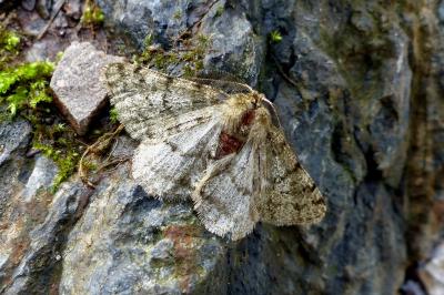 <i>Phigalia pilosaria</i>