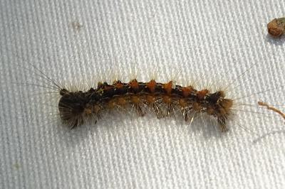 <i>Lymantria dispar</i>