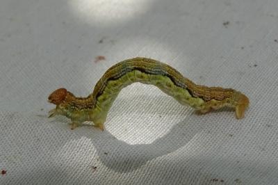 <i>Erannis defoliaria</i>