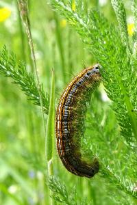 <i>Malacosoma neustria</i>