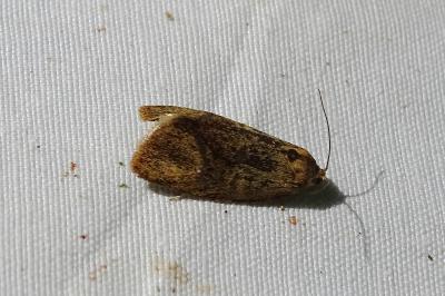 <i>Ptycholoma lecheana</i>