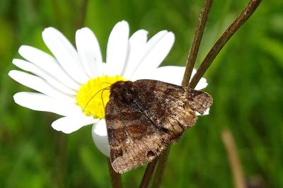 <i>Euclidia glyphica</i>