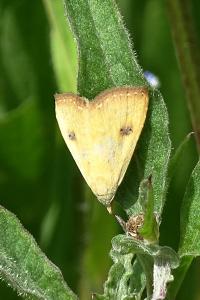 <i>Rivula sericealis</i>