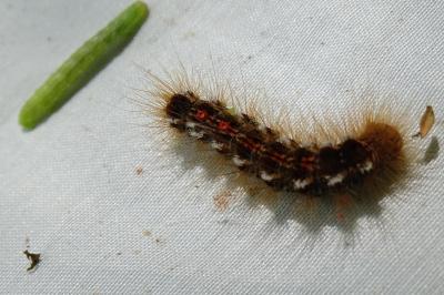 <i>Euproctis chrysorrhoea</i>