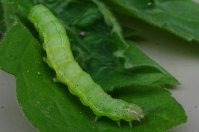 <i>Cosmia trapezina</i>