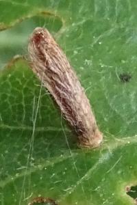 <i>Coleophora</i>