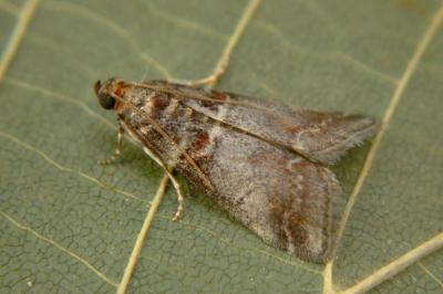 <i>Acrobasis advenella</i>