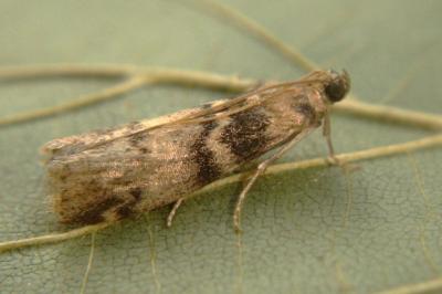 <i>Euzophera pinguis</i>