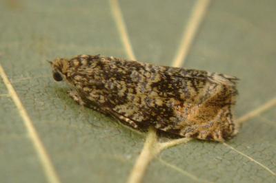 <i>Celypha lacunana</i>
