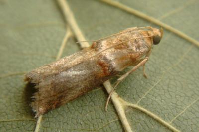 <i>Acrobasis tumidana</i>