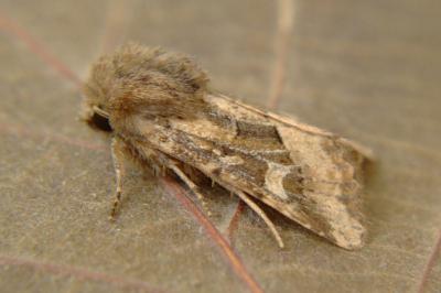 <i>Luperina dumerilii</i>