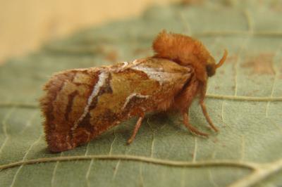 <i>Triodia sylvina</i>