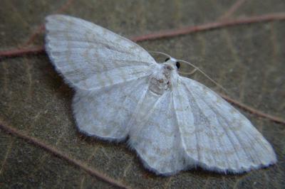 <i>Asthena albulata</i>