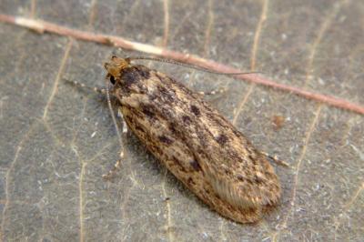 <i>Hofmannophila pseudospretella</i>