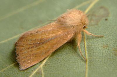<i>Denticucullus pygmina</i>