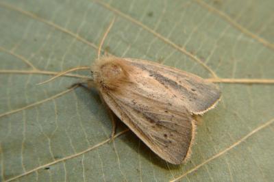<i>Sesamia nonagrioides</i>