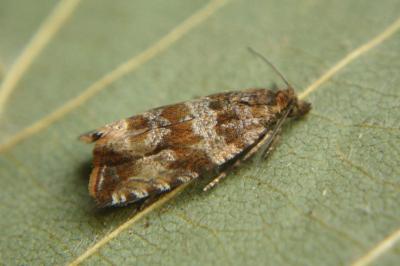 <i>Celypha cespitana</i>