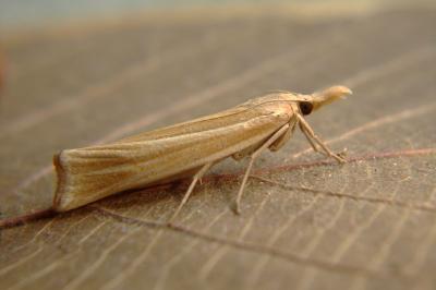 <i>Ancylolomia tentaculella</i>