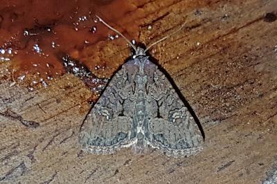 <i>Mesapamea secalella/secalis</i>