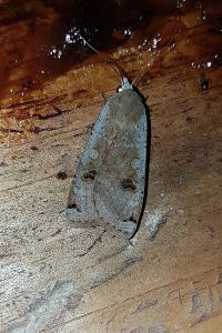 <i>Noctua pronuba</i>