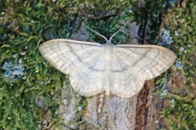 <i>Idaea deversaria</i>
