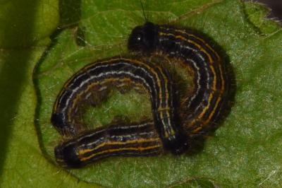 <i>Malacosoma neustria</i>