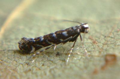 <i>Parectopa ononidis</i>
