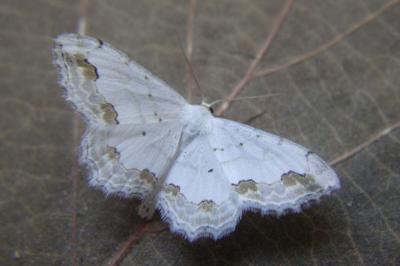 <i>Scopula ornata</i>
