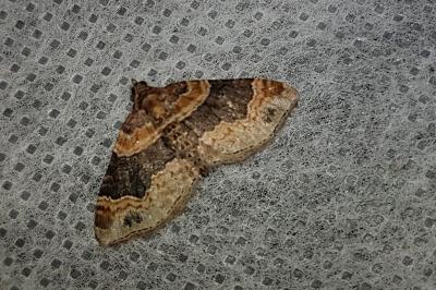 <i>Xanthorhoe ferrugata</i>