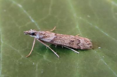 <i>Eudonia angustea</i>