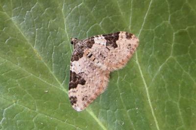 <i>Xanthorhoe fluctuata</i>