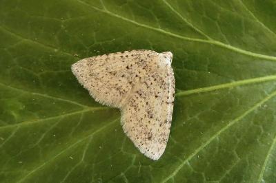 <i>Colostygia multistrigaria</i>