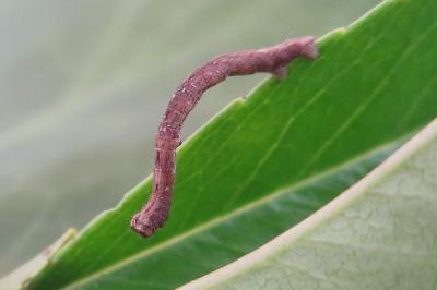 <i>Peribatodes rhomboidaria</i>