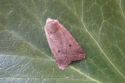 <i>Leptologia lota</i>