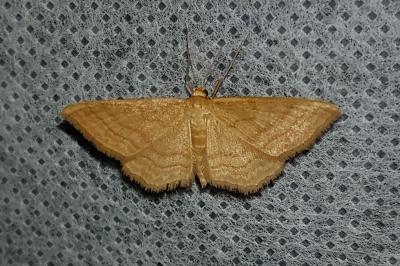 <i>Idaea ochrata</i>