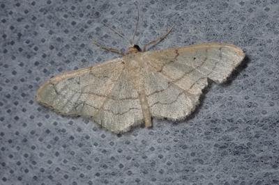 <i>Idaea aversata</i>