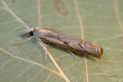 <i>Agriphila geniculea</i>