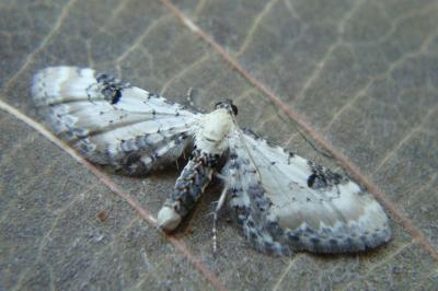 <i>Eupithecia centaureata</i>