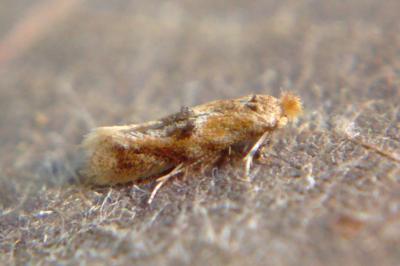 <i>Bucculatrix ulmella</i>