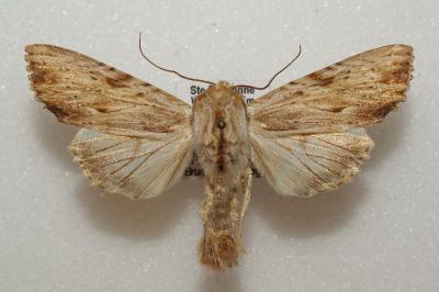 <i>Apamea lithoxylaea</i>