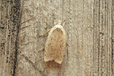 <i>Agonopterix nervosa</i>