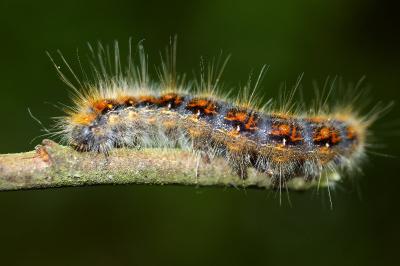 <i>Trichiura crataegi</i>