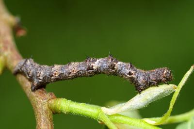 <i>Phigalia pilosaria</i>