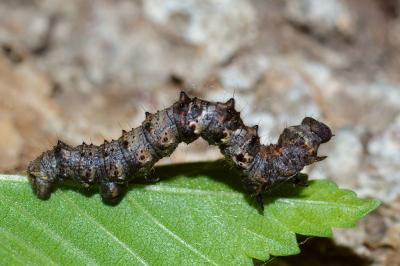 <i>Phigalia pilosaria</i>