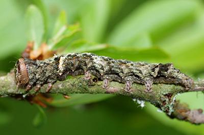 <i>Allophyes oxyacanthae</i>