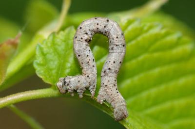 <i>Peribatodes rhomboidaria</i>