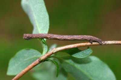 <i>Peribatodes rhomboidaria</i>