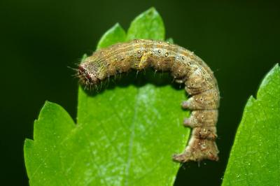 <i>Allophyes oxyacanthae</i>