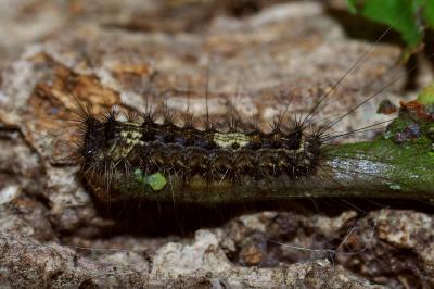 <i>Lymantria monacha</i>