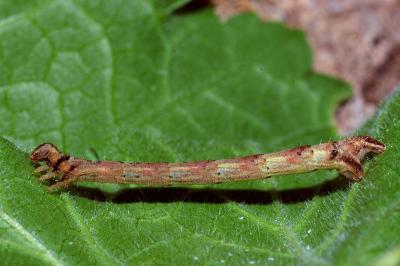 <i>Eulithis prunata</i>